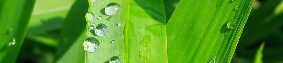 Флоріада. Якісні грунтосуміші від виробника